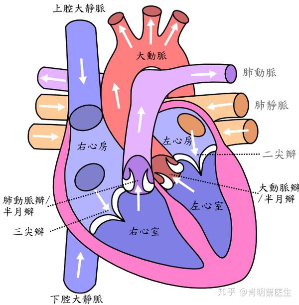 医生说我检查出心脏肥大,接下来该怎么办?