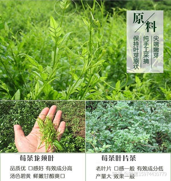 莓茶的功效与作用禁用