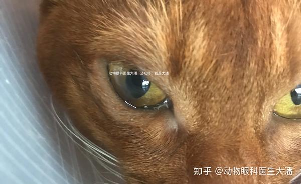 猫咪眼睛发黑流泪猫角膜腐骨的保守治疗