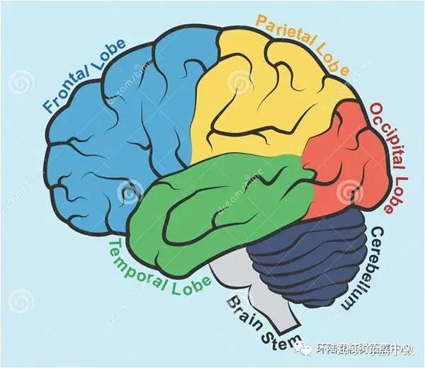 【荔小致课堂】大脑地图——教会小朋友认识自己的大脑