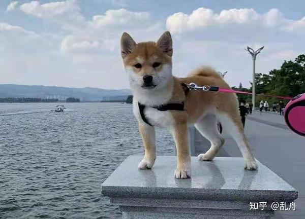 普通柴犬和赛级柴犬的区别,柴犬等级是怎么划分的?
