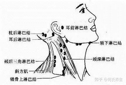 三处淋巴,决定生死,没事常摸摸!