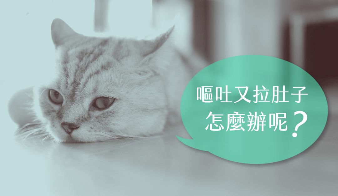 呕吐又腹泻猫咪得肠胃炎该怎么办