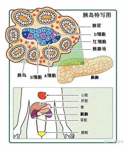 胰腺胰岛素与糖尿病路径障碍