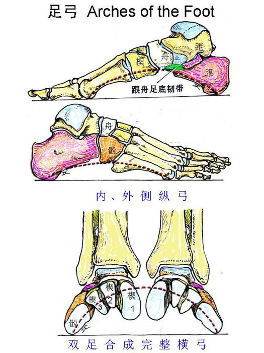 神经递质是致癌因子吗?