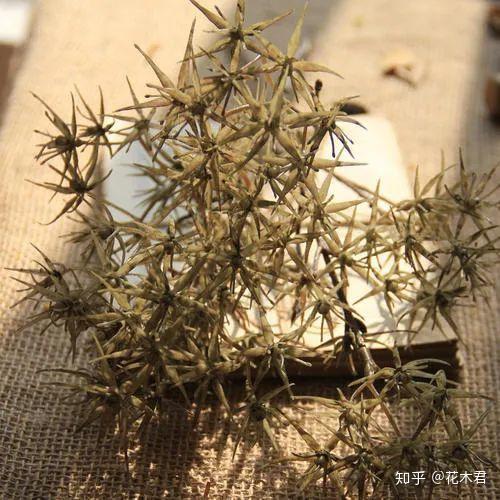 所谓 皮刺,就是由植物表皮毛和少数皮层细胞变形而成;而 茎刺是由植物