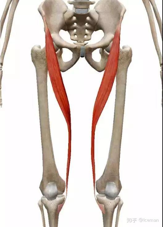 髋关节大腿内侧疼痛缝匠肌你是否了解它