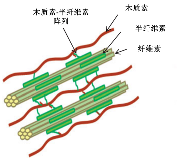 秸秆中木质纤维素的结构(rakesh k. s. et al., 2015)