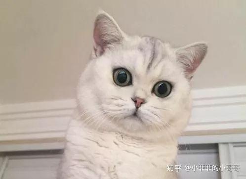 英短母猫没有发腮咋办
