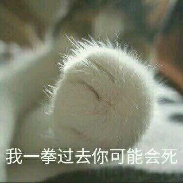 有哪些可爱的表情包?