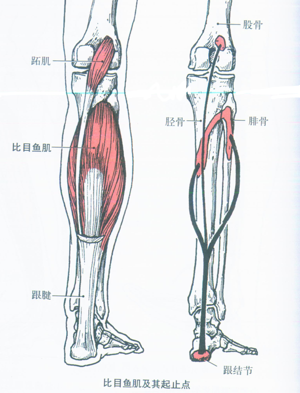4,小腿三头肌(triceps surae) 部位:在小腿后面.
