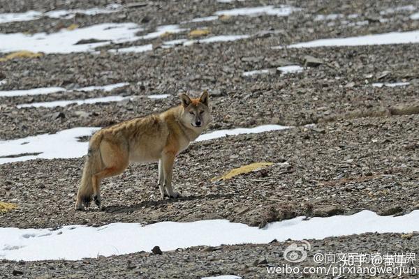 「西藏小百科」 藏狼 (灰狼)