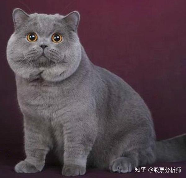 一样是蓝猫,俄罗斯蓝猫和英短蓝猫的区别有哪些?