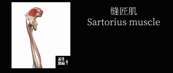 股直肌为股四头肌之一:起点分为两个部分:直头和反折头 直头起于髂前