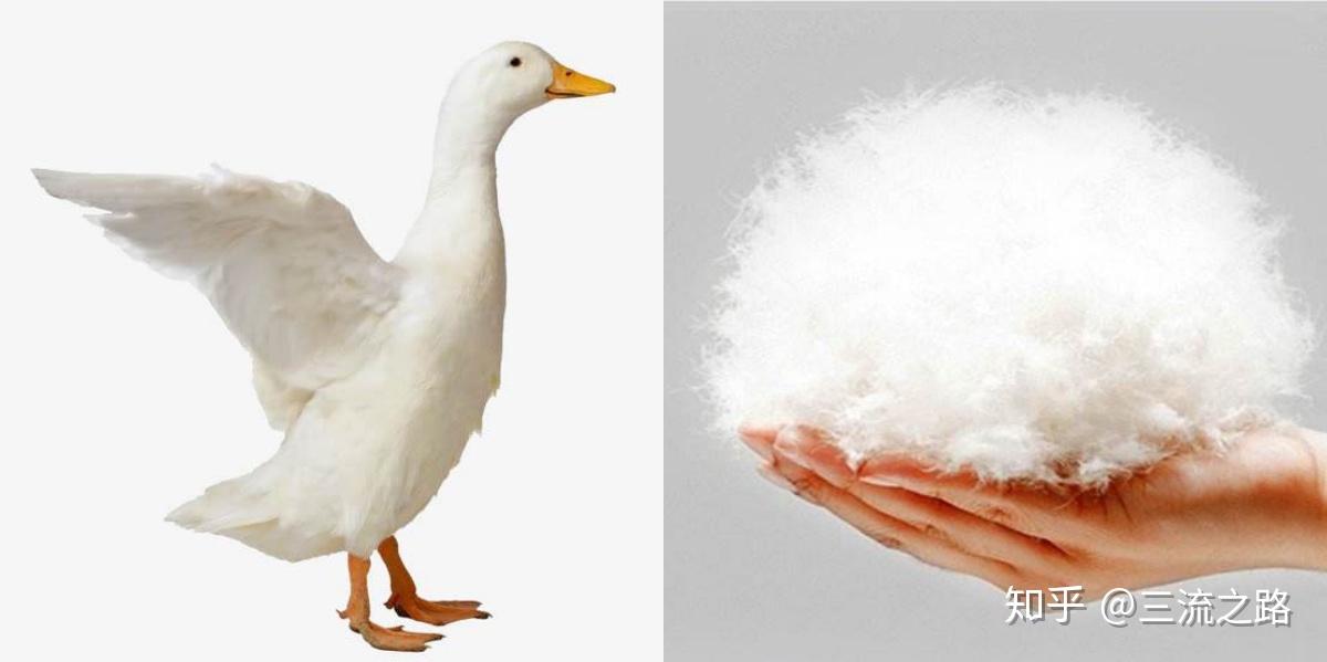 其次,鸭绒分白鸭绒和灰鸭绒,二者在保暖性能上没有区别,白鸭绒更贵的