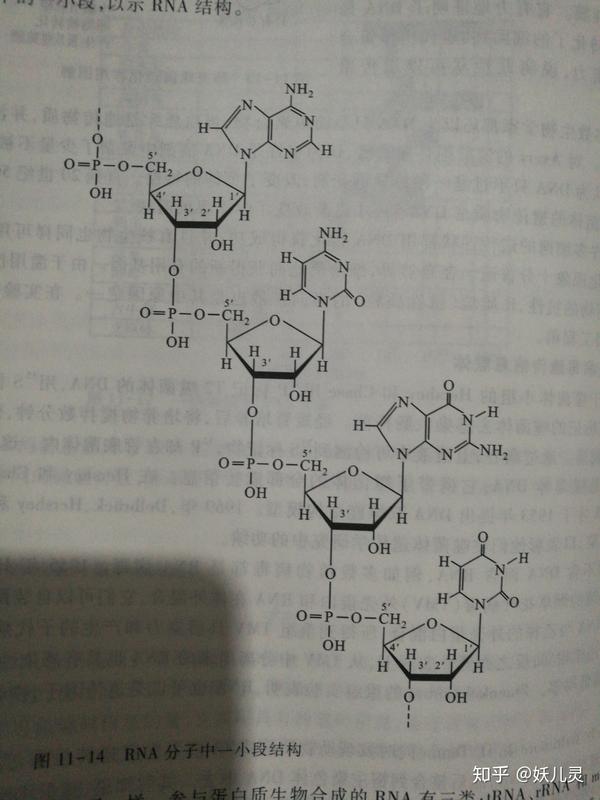 磷酸二酯键就是连接两个核糖的啊