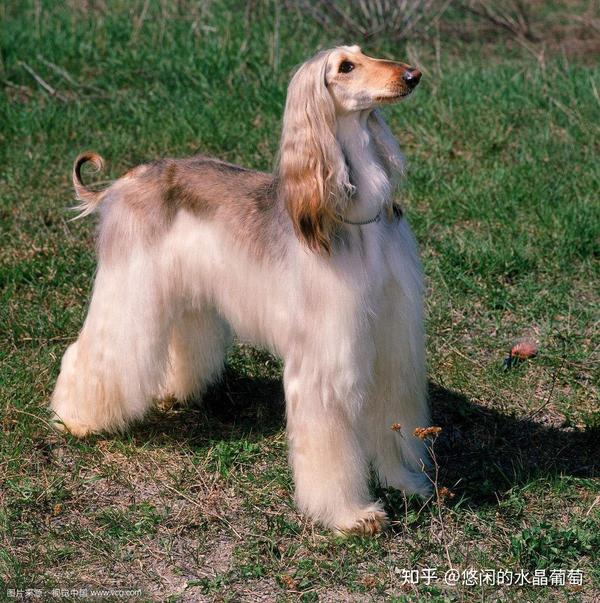 这个是惊天大长腿绝美狗子阿富汗猎犬