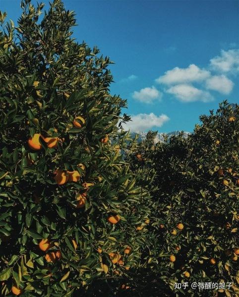 有瓦伦西亚甜橙(valencia orange),血橙(blood orange),雅法橙(jaffa