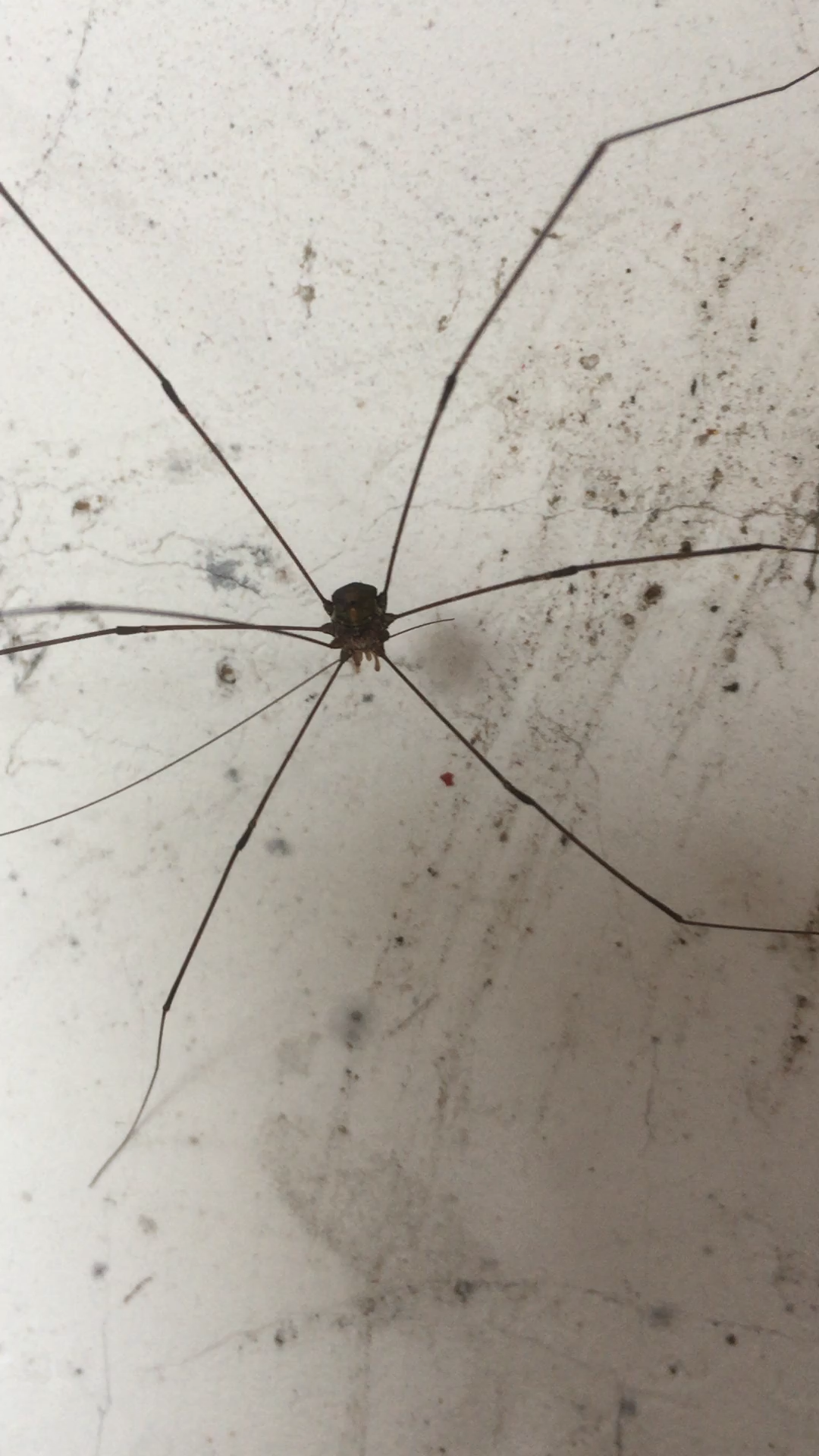 发现一只大长腿类蜘蛛生物,腿真的很长!有人知道学名吗?
