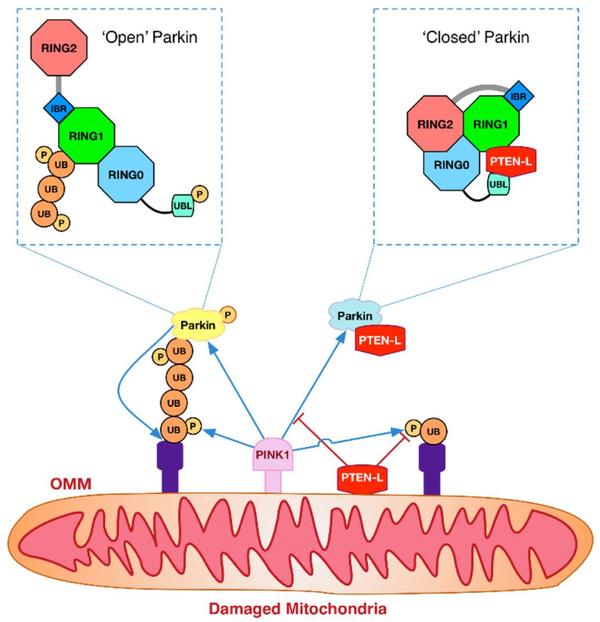cell research丨pten-l,一个抑制线粒体自噬的关键蛋白