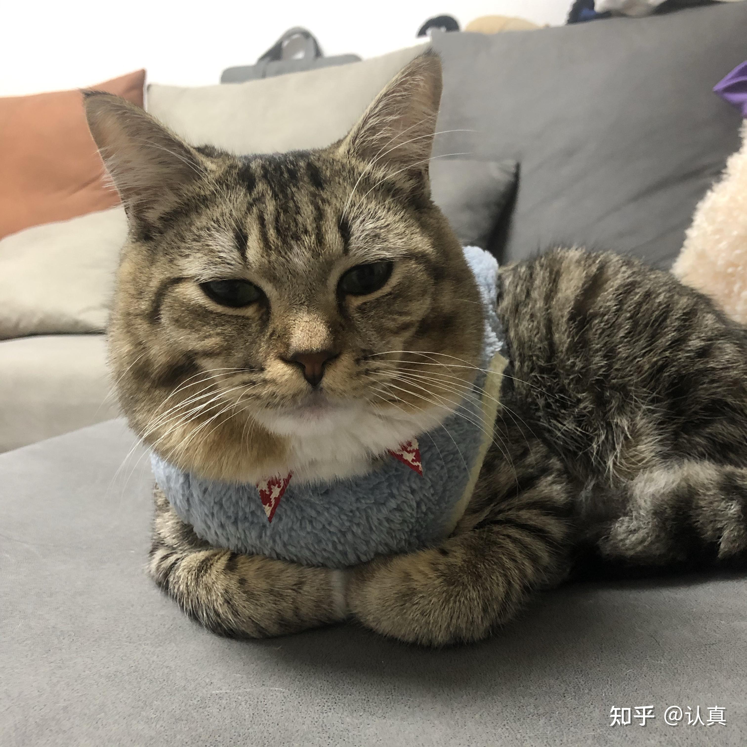 狸花猫会发腮吗
