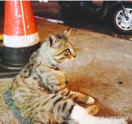 狸花猫和"虎斑猫"的区别