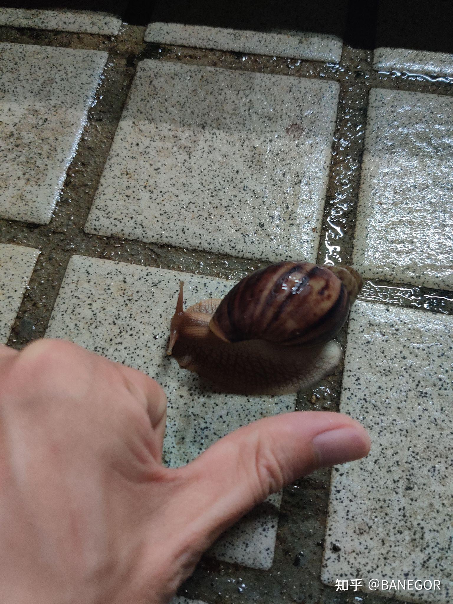 深圳雨天路边的大蜗牛