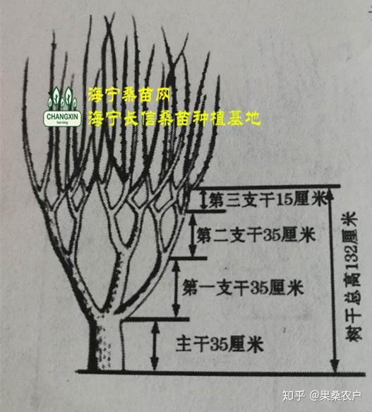 桑树树形养成之中干桑养成法海宁长信桑苗基地