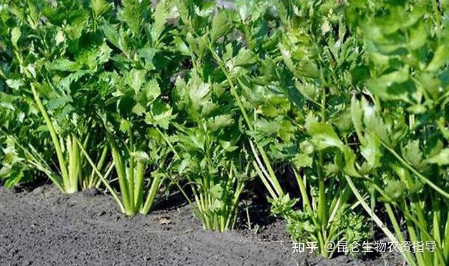 所以基肥很重要,田间施用充分腐熟的有机肥,并且在芹菜的整个生长发育