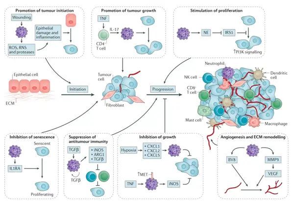 中性粒细胞在肿瘤起始和生长中的作用(nat rev cancer 2016 jul;16