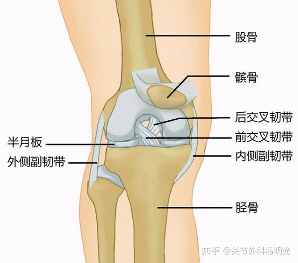 最容易受伤的部位之一,其稳定性主要由前交叉韧带,后交叉韧带,内侧副