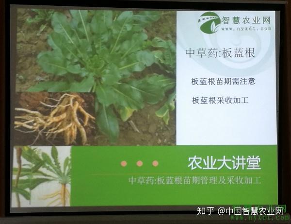 板蓝根又叫菘蓝,大青叶,是十字花科二年生的草本植物,用根入药