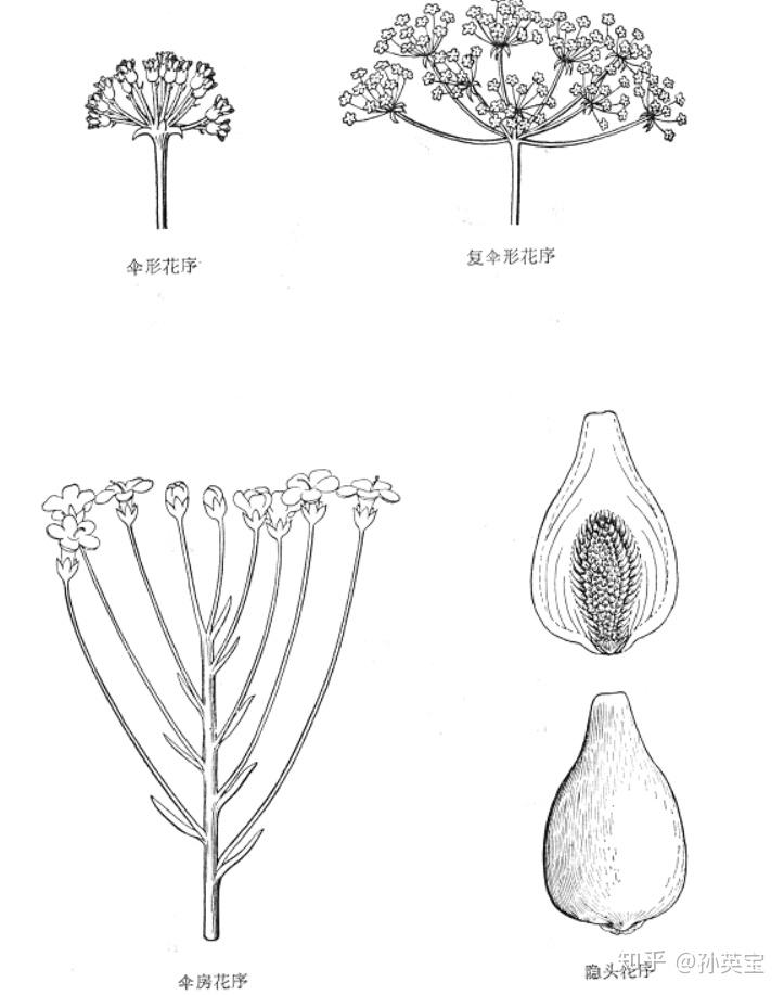 植物科学绘画之花序的绘画方法