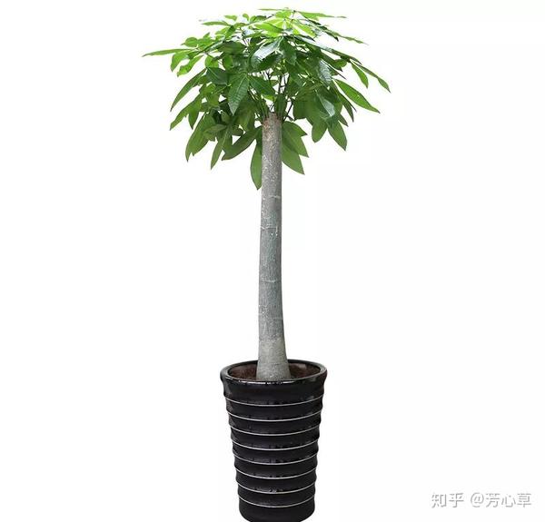 绿植博物馆|土味追星应援新宠——发财树知多少