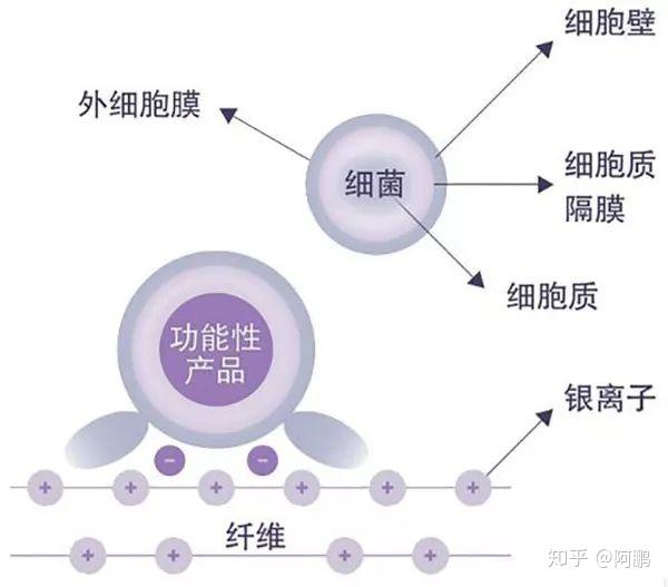 银壶客银离子是如何杀菌的