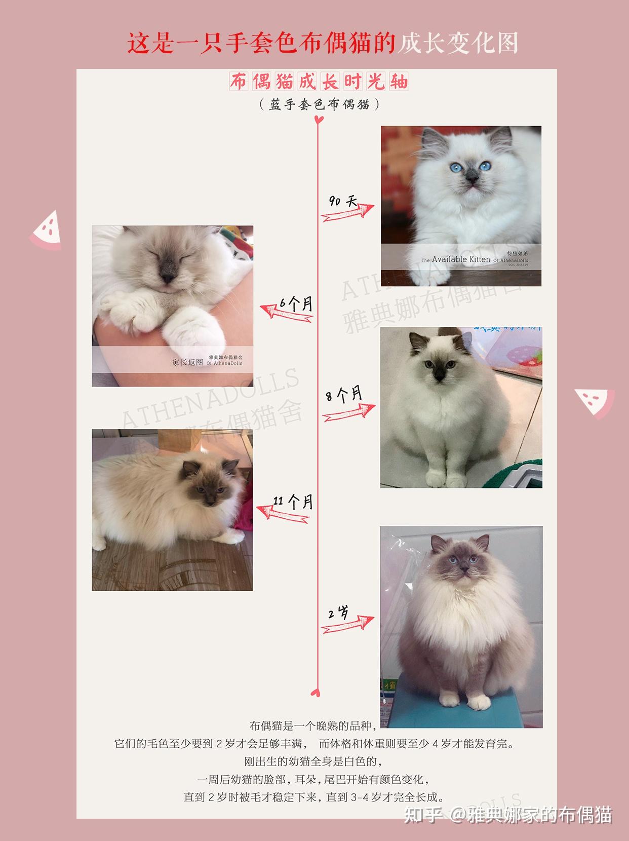 一组图带你了解布偶猫的成长过程/布偶猫的尴尬期