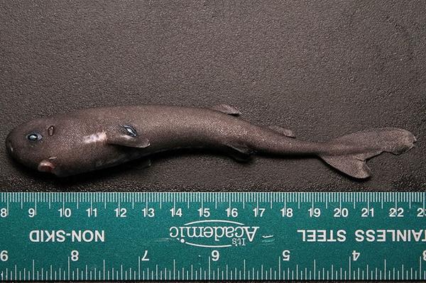 动物分类志软骨鱼纲角鲨目
