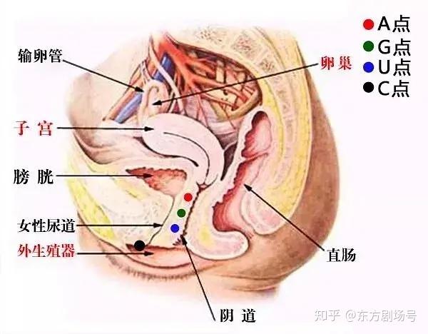 子宫颈高潮作用于距离阴道口12厘米左右处一叫做前穹窿性感带的部位