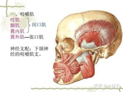 而咬肌又属于咀嚼肌的一个部分,咀嚼肌是在咀嚼时需要使用的肌肉,包括