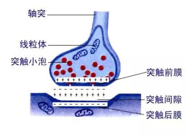 突触结构