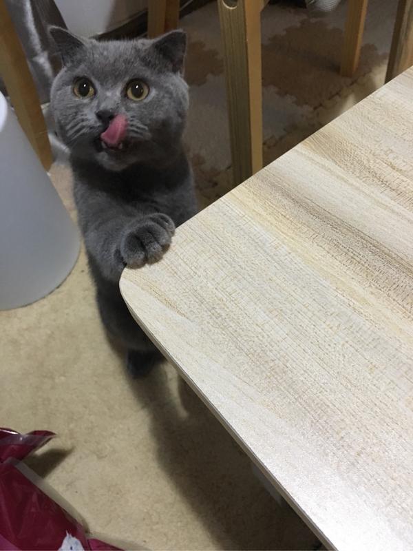养一只英短蓝猫是什么体验?