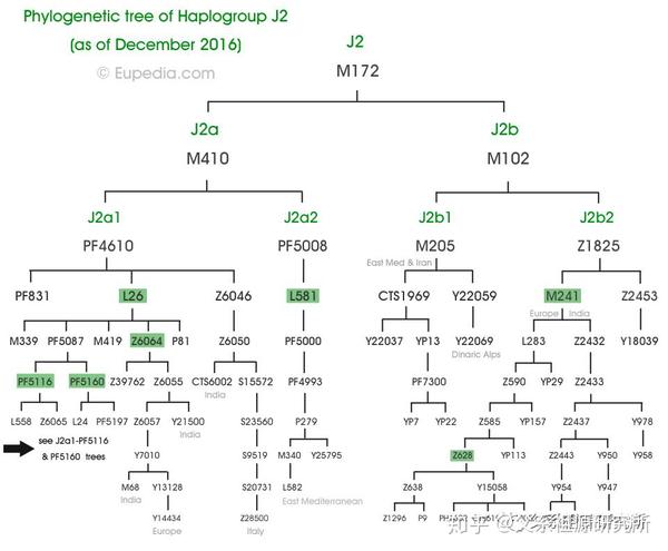 父系单倍群j2 - 知乎