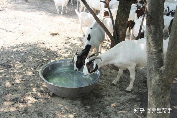 冬季如何给羊饮水,羊喝水有讲究!