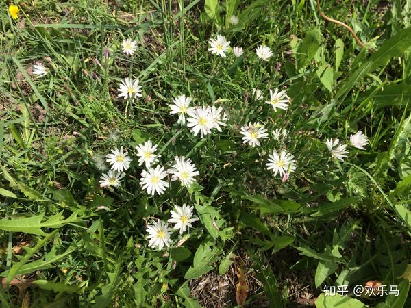 大庆野地植物13中华苦荬菜