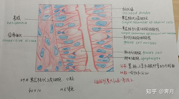1.单层柱状上皮细胞(小肠)