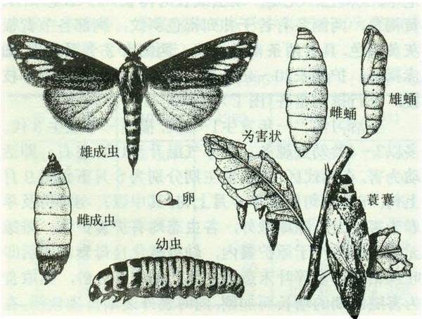 大蓑蛾图例 图片来源:http://www.pwsannong.