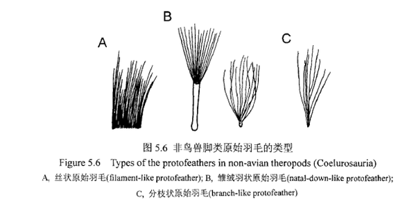 二 羽毛是啥样的?