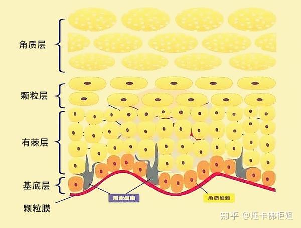 为什么过度补水反而对皮肤并不好