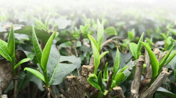 口粮茶/送长辈/送礼/见家长的红茶茶叶选购(正山小种/祁门/金骏眉