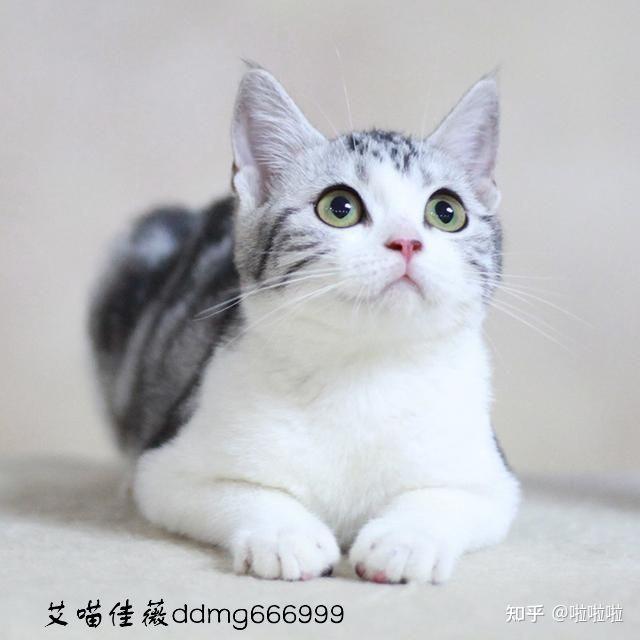 麻烦看一下我家猫到底是英短还是美短